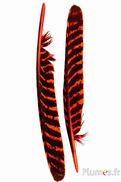 Bronzen kalkoen - 33-38 cm - oranje-zwart